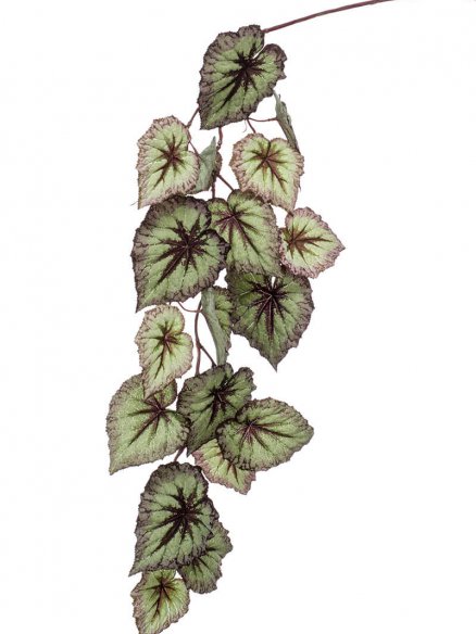 Emerald Begonia hangend