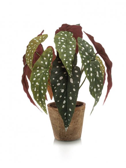 Emerald Begonia Maculata in pot