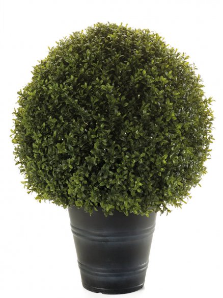Emerald Buxus bal in pot