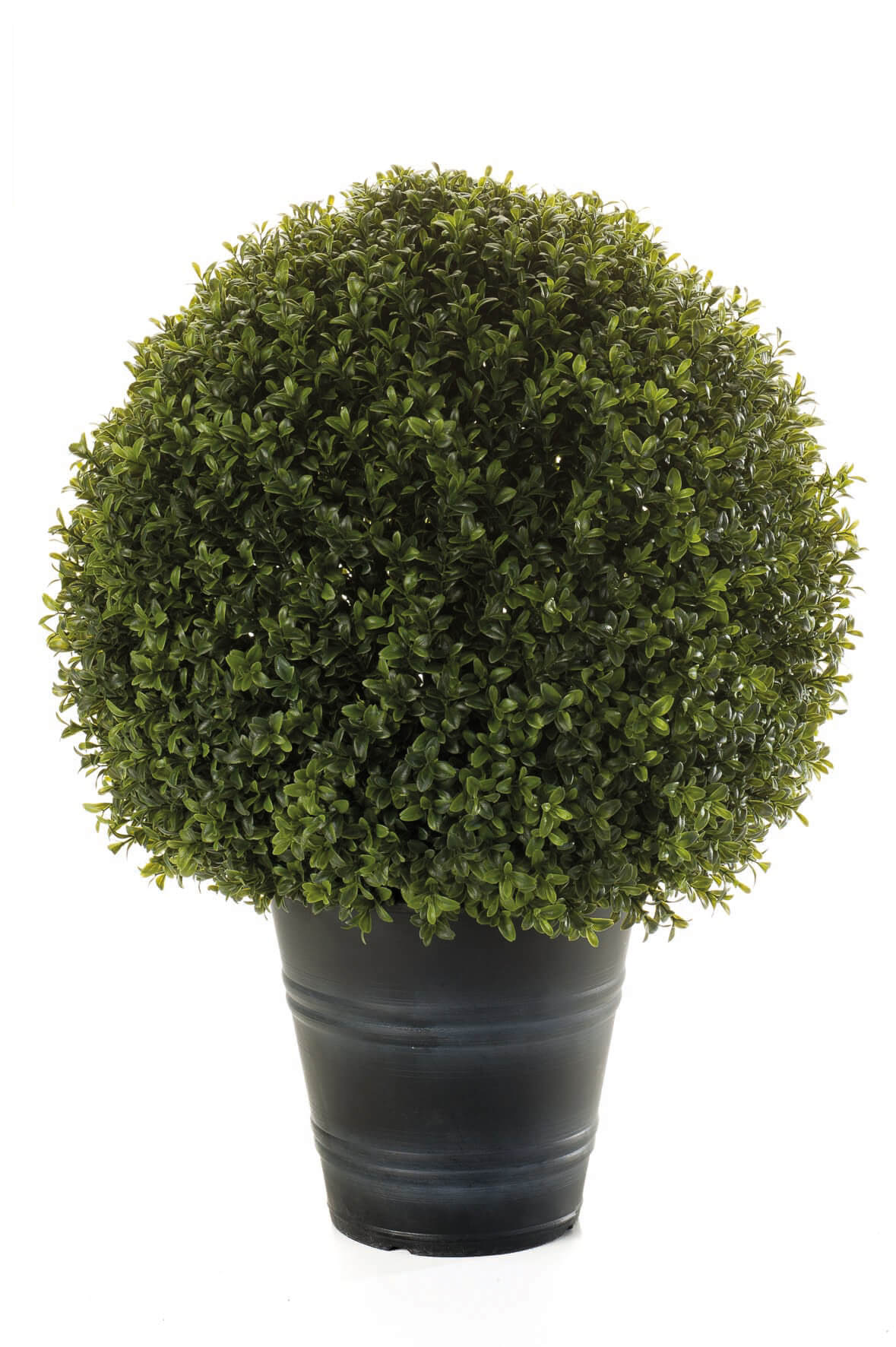 Boxwood balls deals