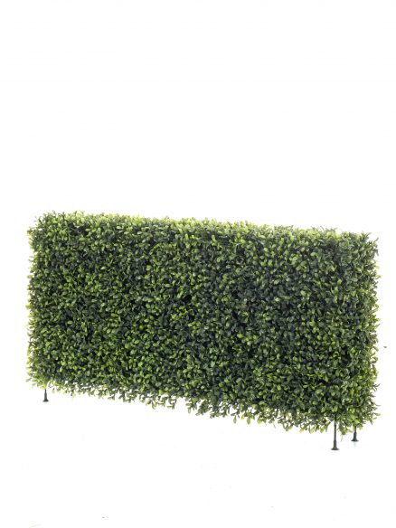 Emerald Buxus hek