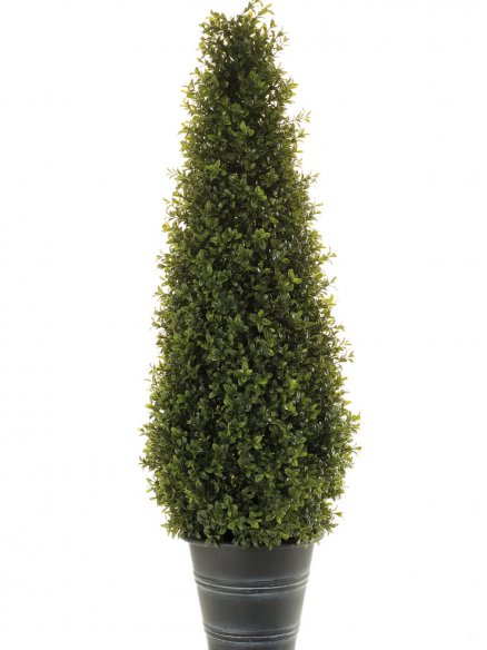 Emerald Buxus pyramid in pot