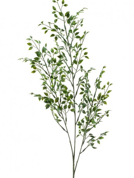 Emerald Boxwood tak