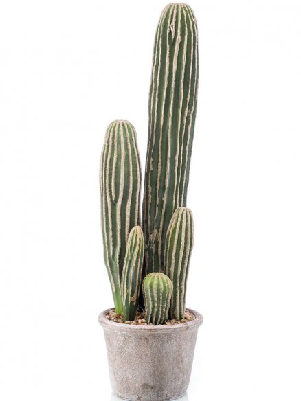 Emerald Cactus San Pedro in pot