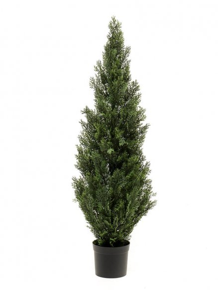 Emerald Cedar boom in pot