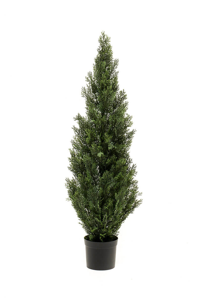 Emerald Cedar boom in pot - Emerald Eternal Green