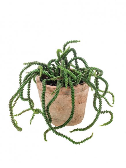 Emerald Crassula in pot