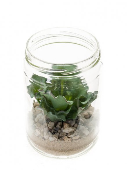 Emerald Echeveria rosea in glass