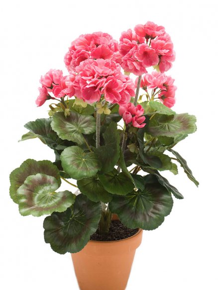 Emerald Geranium roze in pot