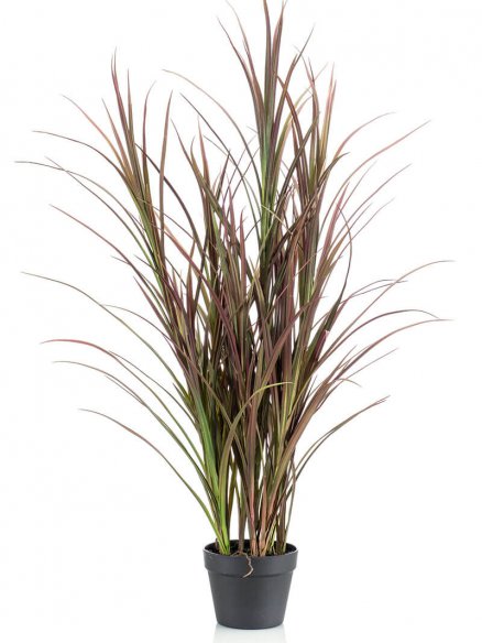 Emerald Gras in pot
