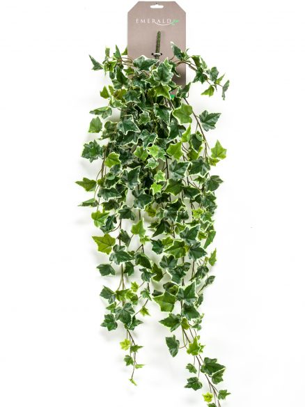 Emerald Ivy hangend
