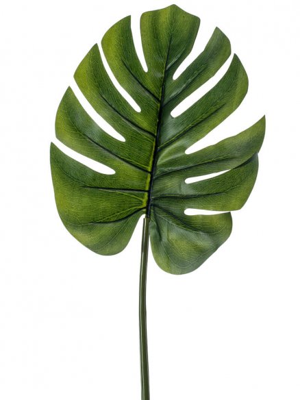 Emerald Monstera blad