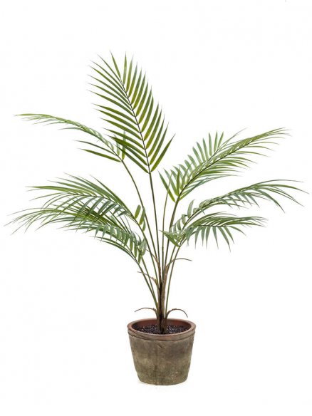 Emerald Palm in terracotta pot