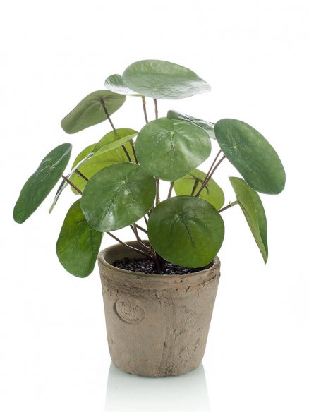 Emerald Pilea in pot