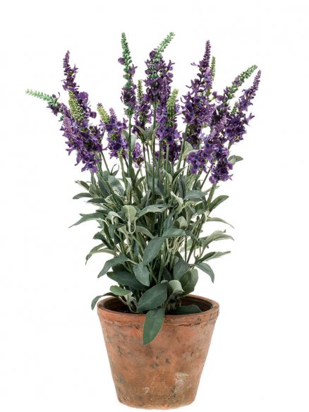 Emerald Salvia Lavendel in pot