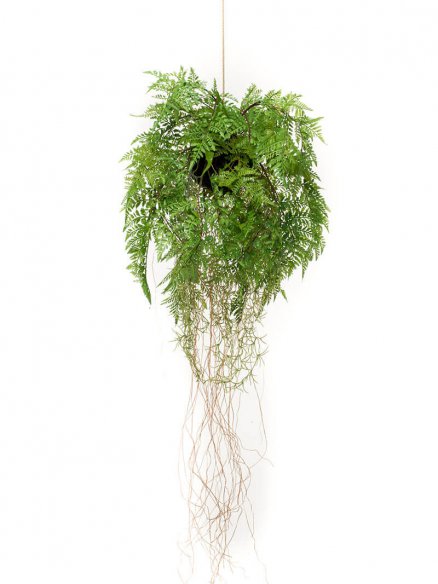 Emerald Varen hangend met wortels