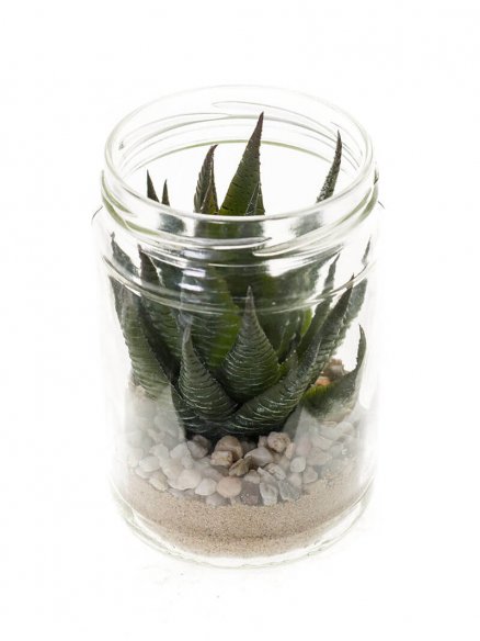 Emerald succulent green in glass