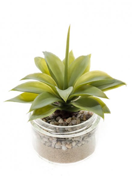 Emerald vetplant in glas