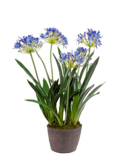 Emerald Agapanthus blauw in pot