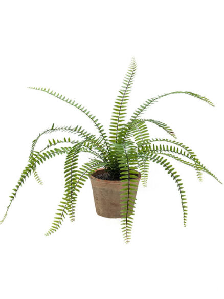 Emerald Fern in pot