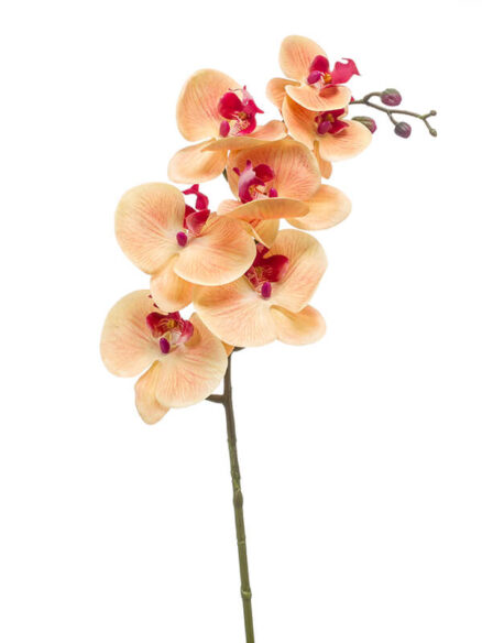 Emerald Phalaenopsis