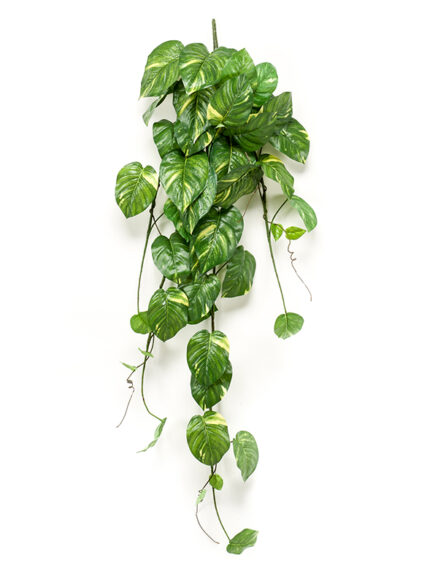 Emerald Scindapsus hangend