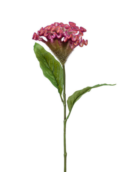 Emerald Celosia roze