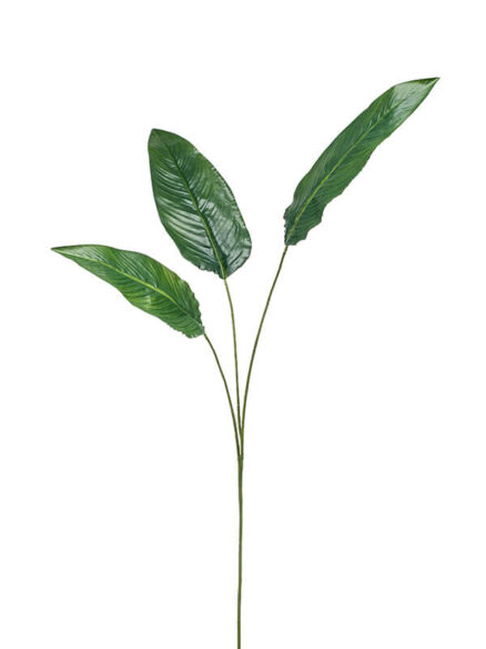 Emerald Strelitzia blad