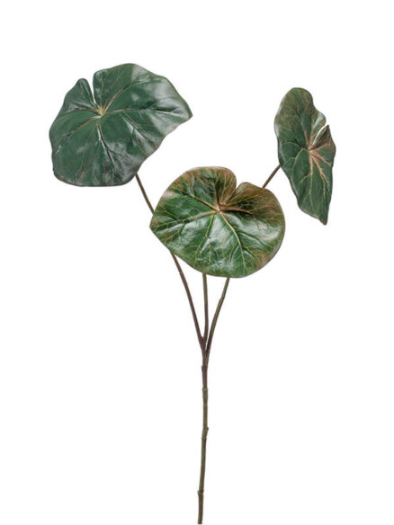 Emerald Begonia tak