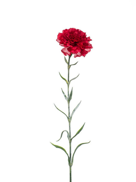 Emerald Dianthus rood