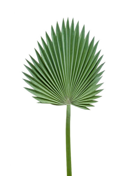 Emerald Washingtonia blad