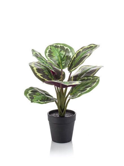 Emerald Calathea in pot