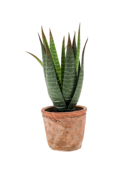 Emerald Aloë in pot