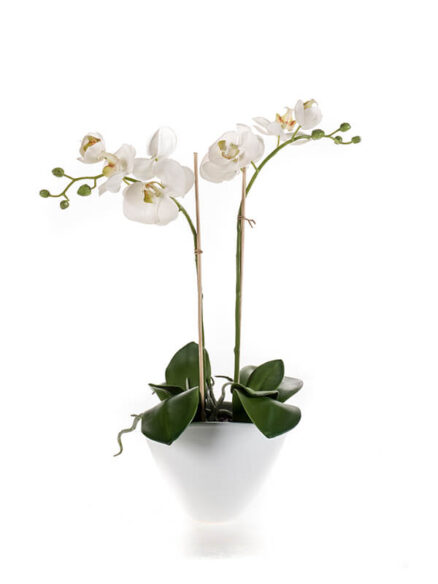 Emerald Phalaenopsis in pot