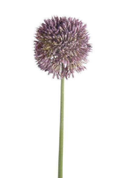 Emerald Allium stem paars