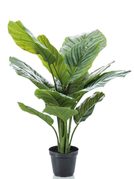 Emerald Calathea orbifolia in pot