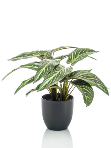 Emerald Calathea zebrina in pot