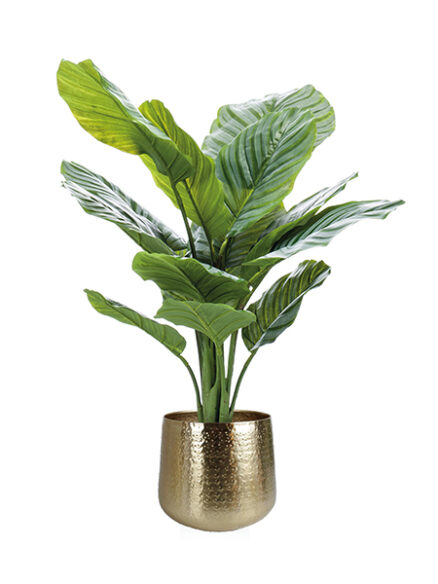 Emerald Calathea Orbifolia in pot