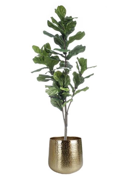 Emerald Ficus Lyranta in pot
