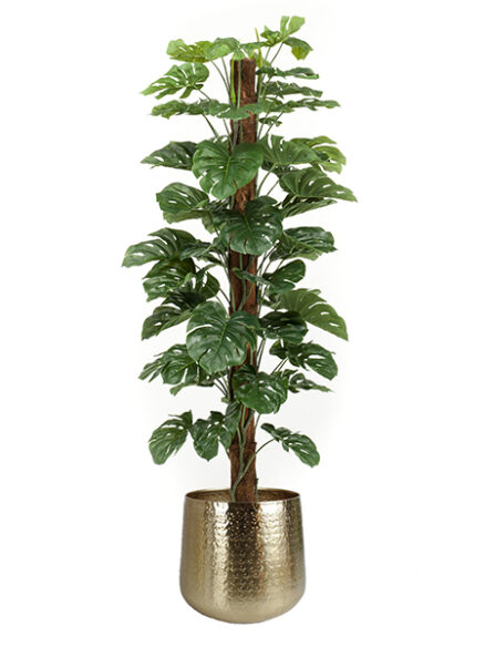 Emerald Monstera op paal in pot
