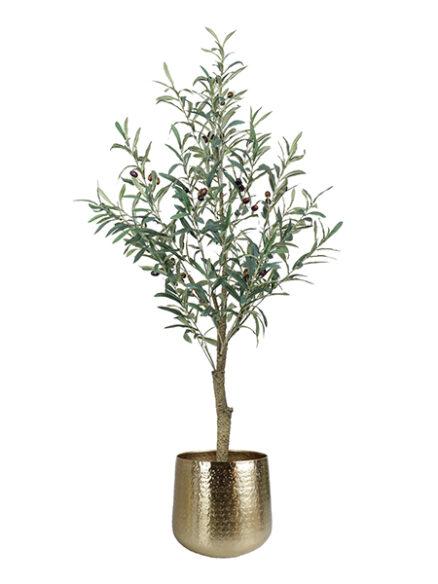 Emerald Olijfboom in pot