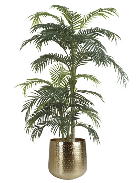 Emerald Palm Areca in pot