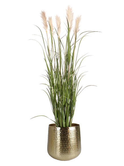 Emerald Pampas gras in pot