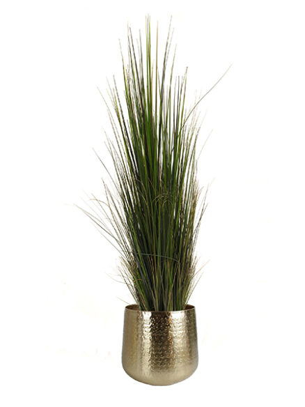 Emerald River gras in pot