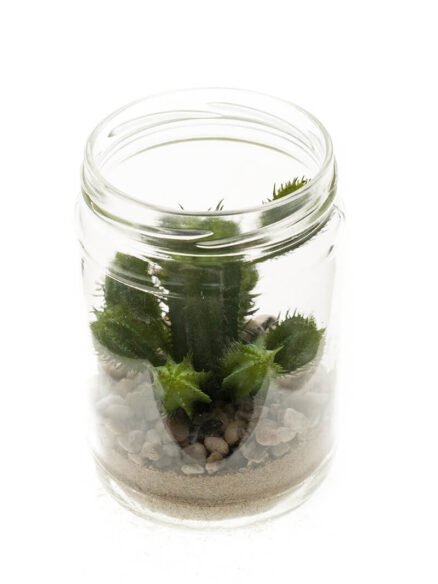 Emerald vetplant in glas