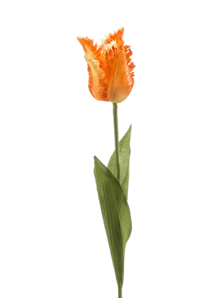 Emerald Tulip Cummins Orange