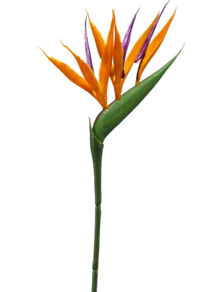 Emerald Strelitzia oranje