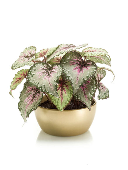 Emerald Begonia in pot