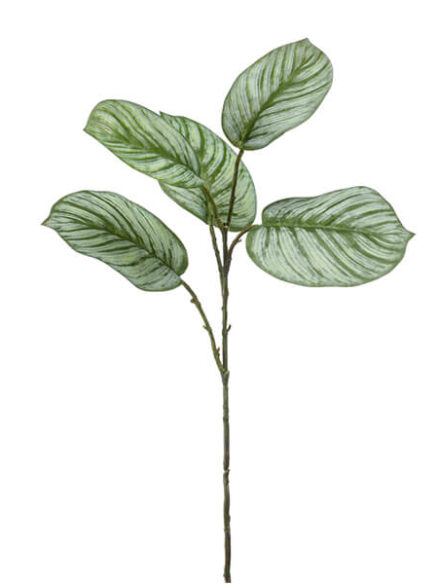 Emerald Calathea blad tak