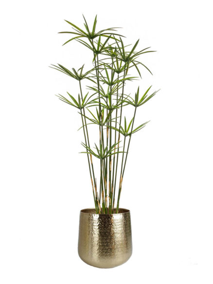 Emerald Cyperus in pot